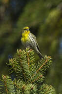 Image of serin, european serin