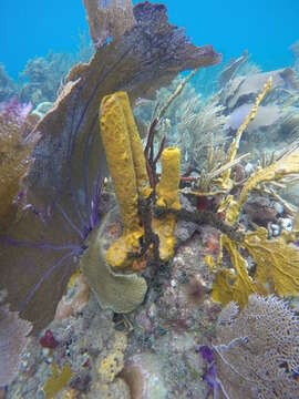 Image of Yellow tube sponge