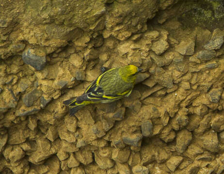 Image of Yellow-crowned Canary