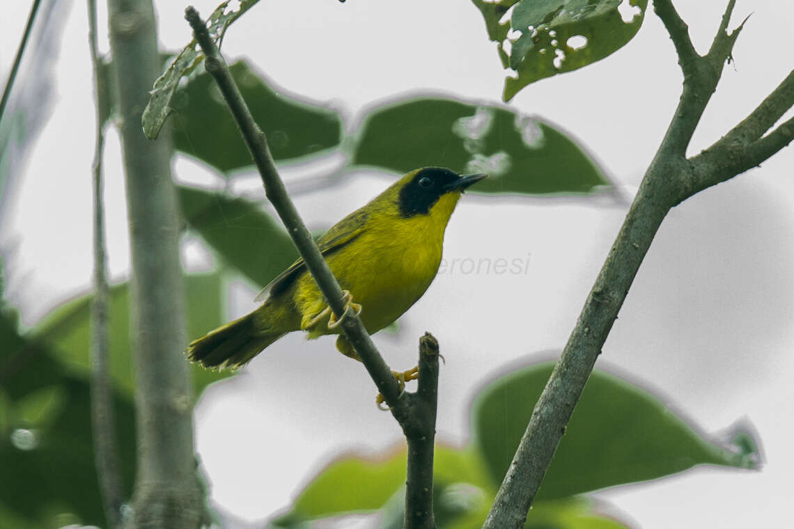 Image of Olive-crowned Yellowthroat