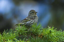 Image of Pine Siskin