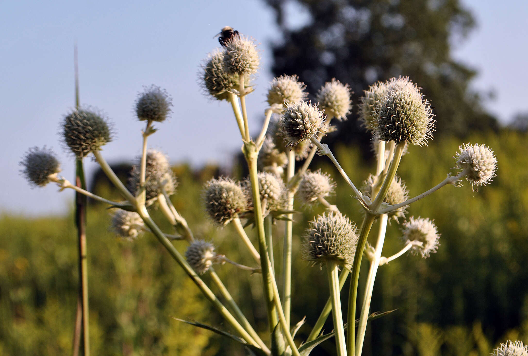 Imagem de Eryngium yuccifolium Michx.