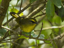 Image of Citrine Warbler