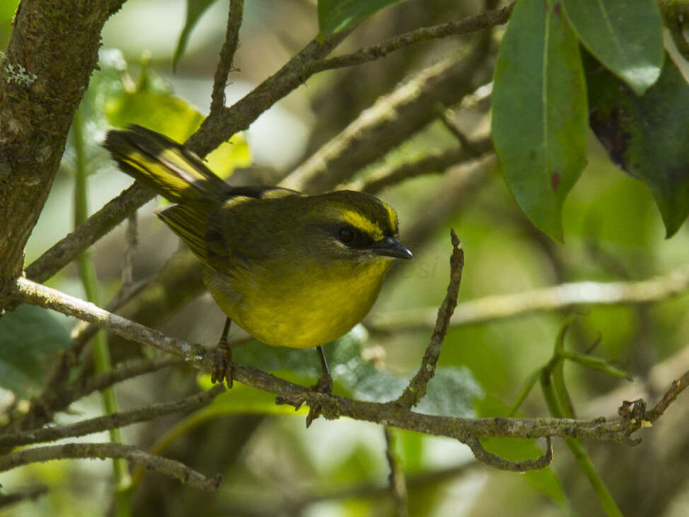 Image of Citrine Warbler