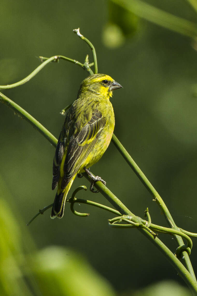 Image of Yellow-fronted Canary