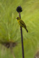 Image of Papyrus Canary