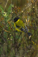 Image of Hooded Siskin