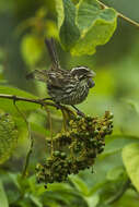 Image of Streaky Seedeater