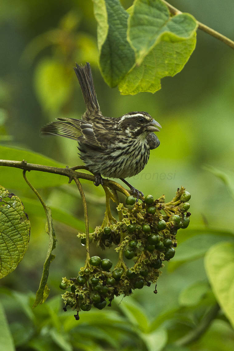 Image of Streaky Seedeater