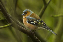 Image of Fringilla Linnaeus 1758