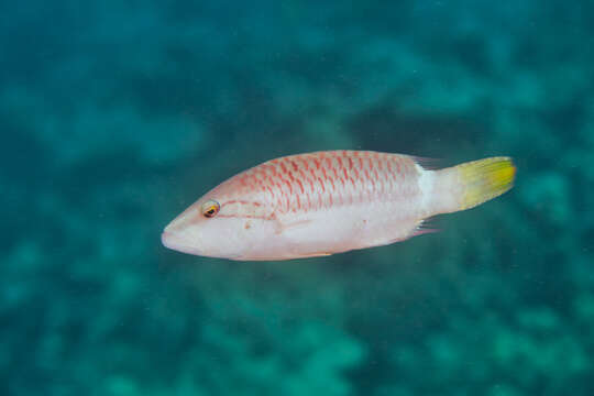 Image of Ringtail maori wrasse