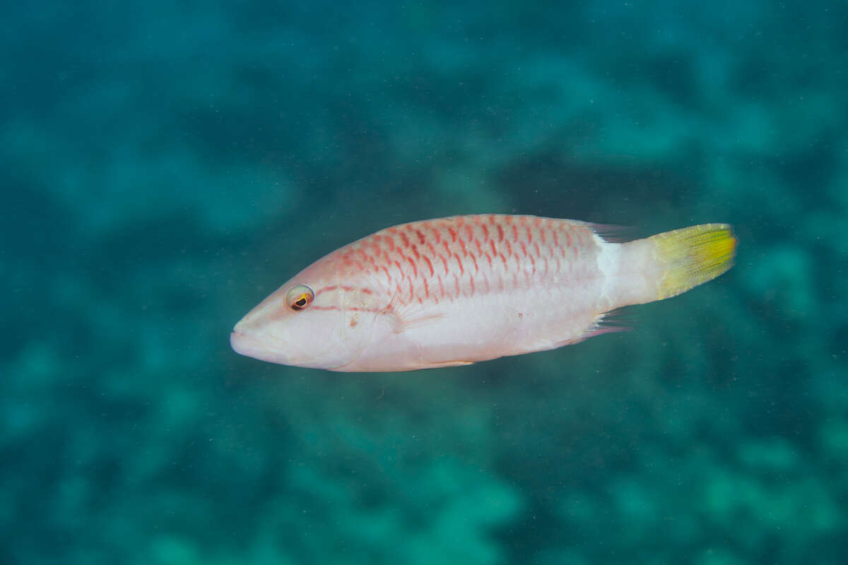 Image of Ringtail maori wrasse