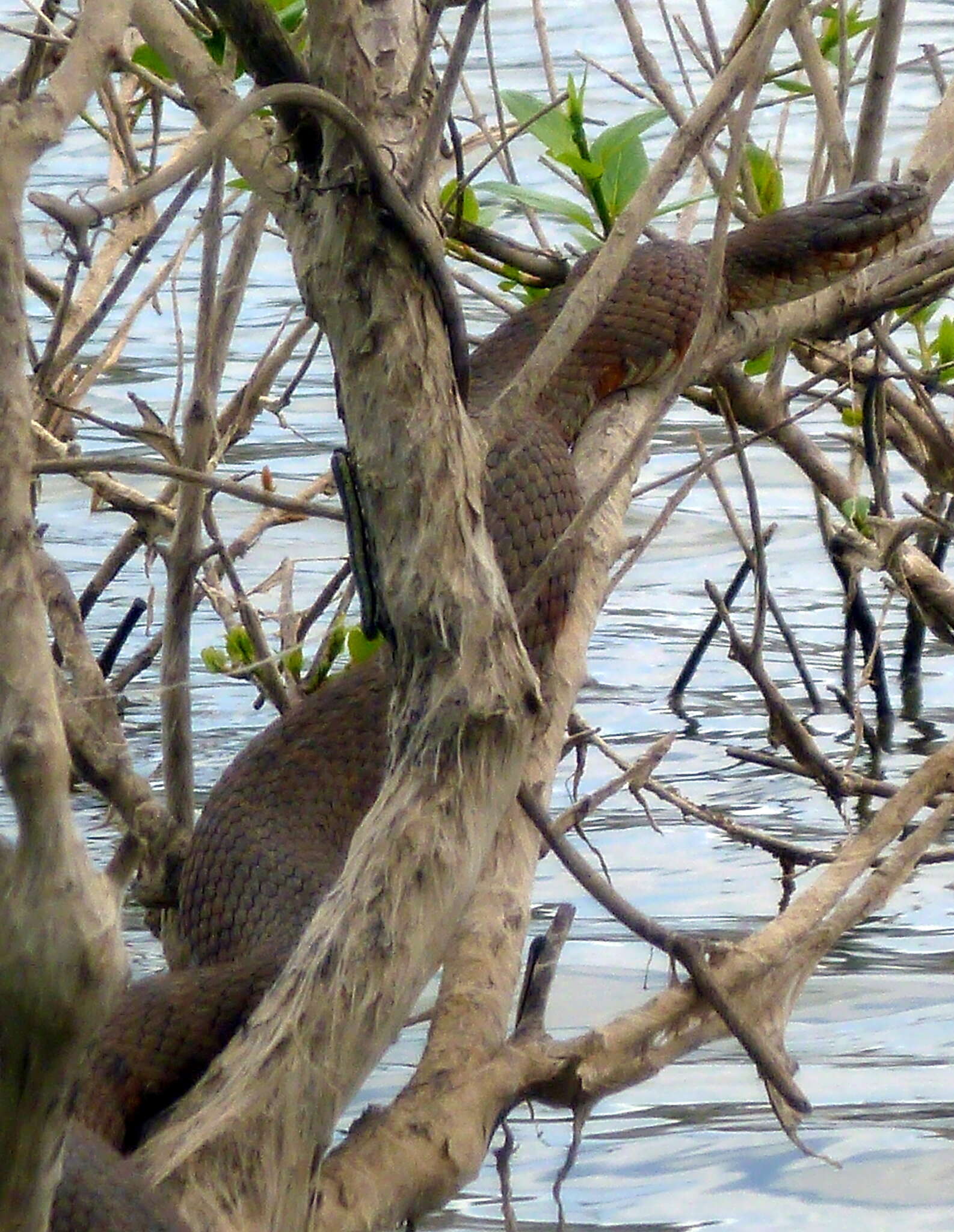 Image of Nerodia sipedon pleuralis (Cope 1892)