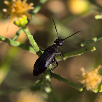 Image of Epicauta (Epicauta) straba Horn 1891