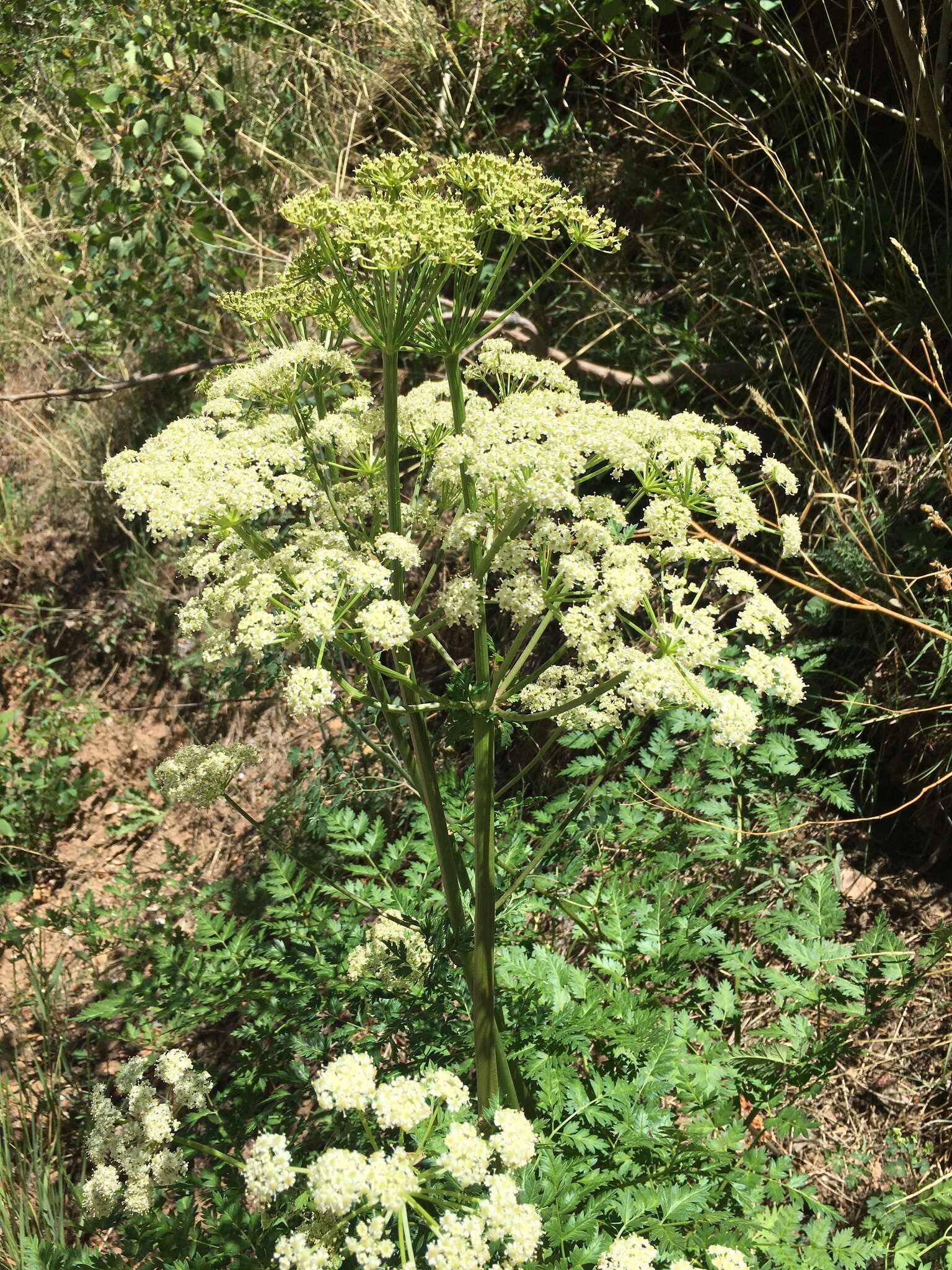 Image of Rocky Mountain hemlockparsley