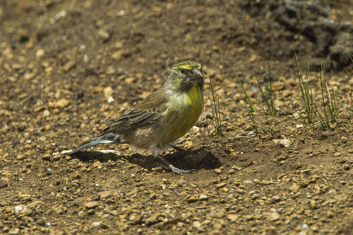 Image of Drakensberg Siskin