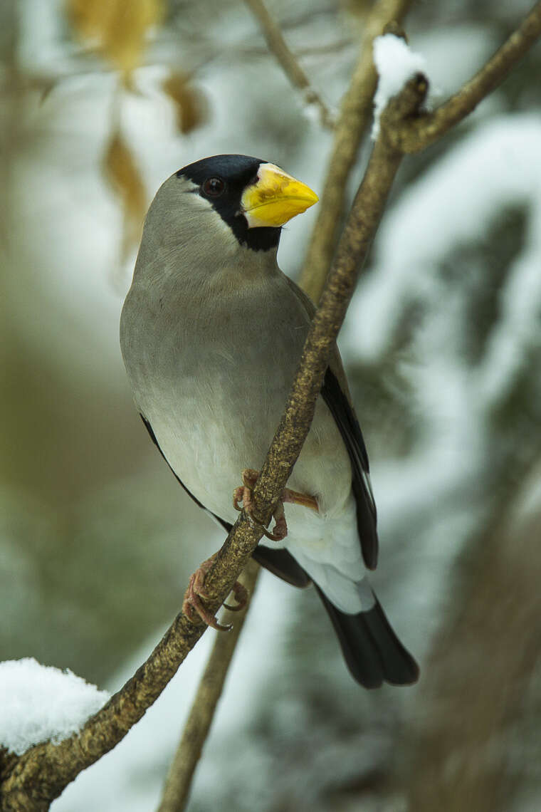 Image of Japanese Grosbeak