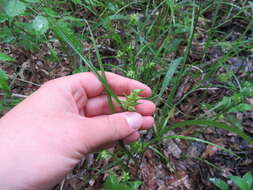 Слика од Carex louisianica L. H. Bailey