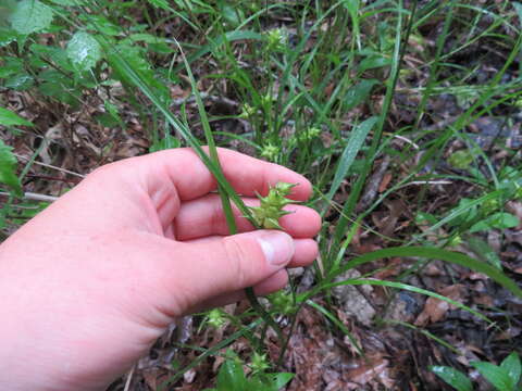 Imagem de Carex louisianica L. H. Bailey