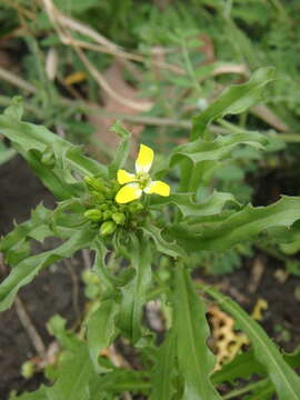 Plancia ëd Erysimum repandum L.