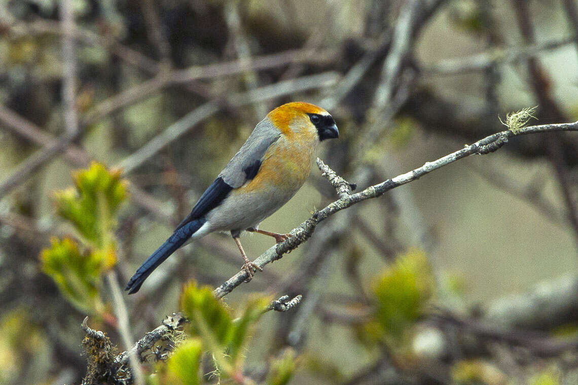 Image of Red-headed Bullfinch