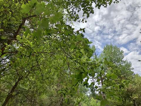 Image of New Mexico maple