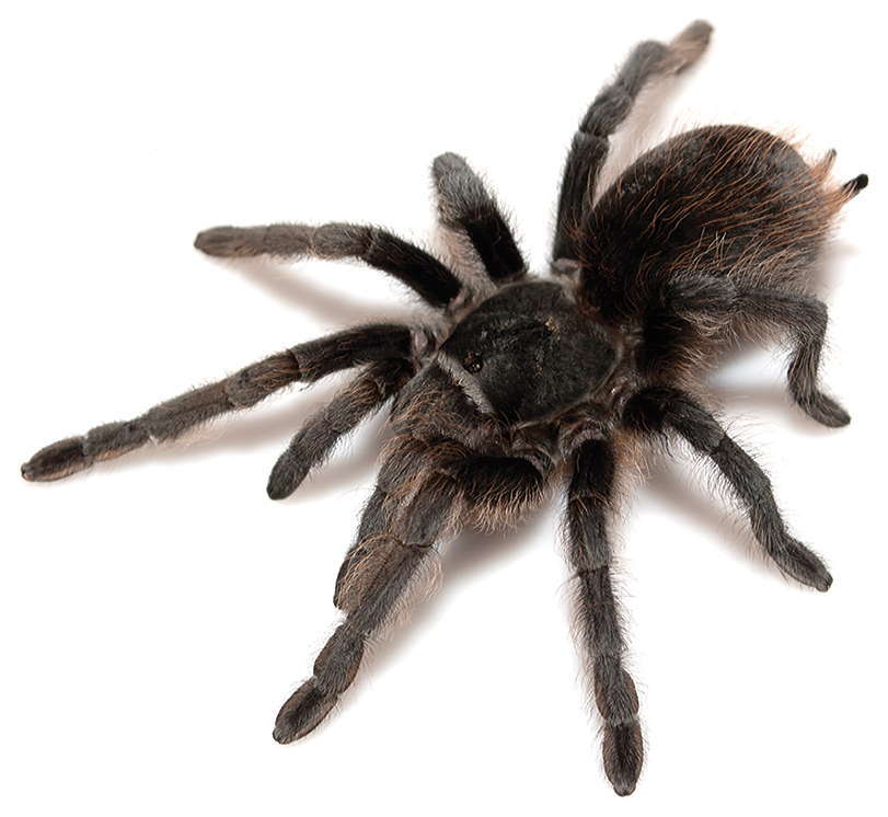 Image of Aphonopelma marxi (Simon 1891)