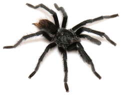 Image of Aphonopelma marxi (Simon 1891)