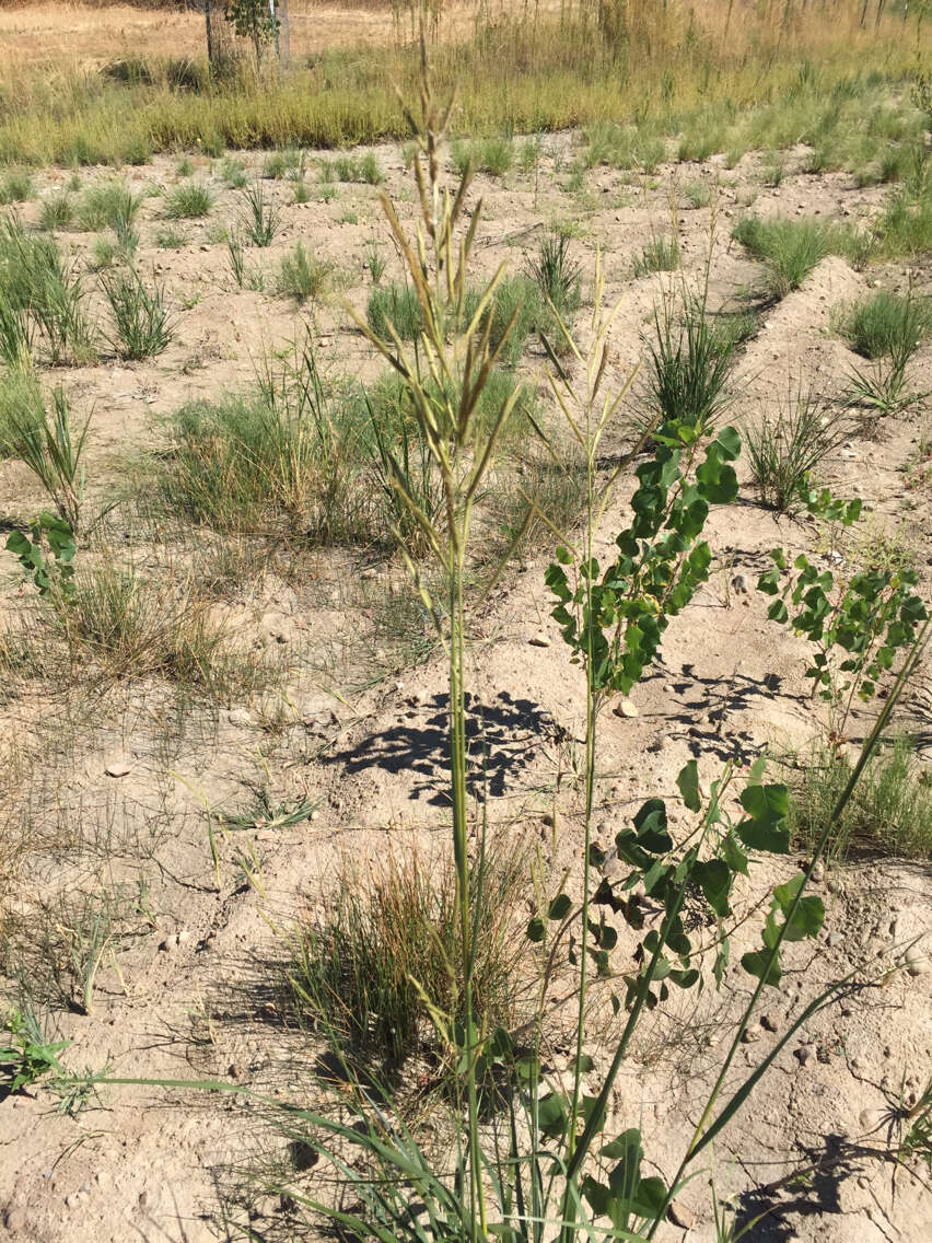 Image of Freshwater Cord Grass