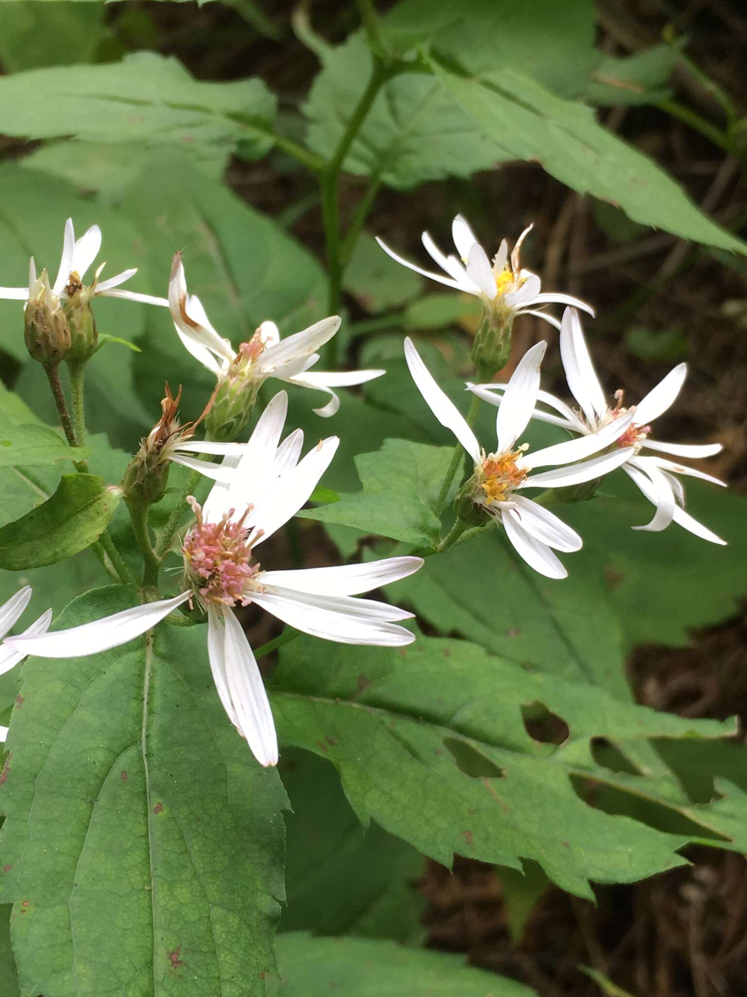 Image of mountain aster