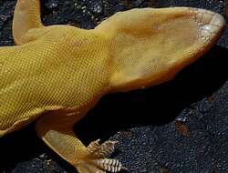 Image of Flat-tailed House Gecko