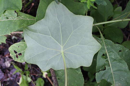 Image of Roldana chapalensis (S. Wats.) H. Rob. & Brettell