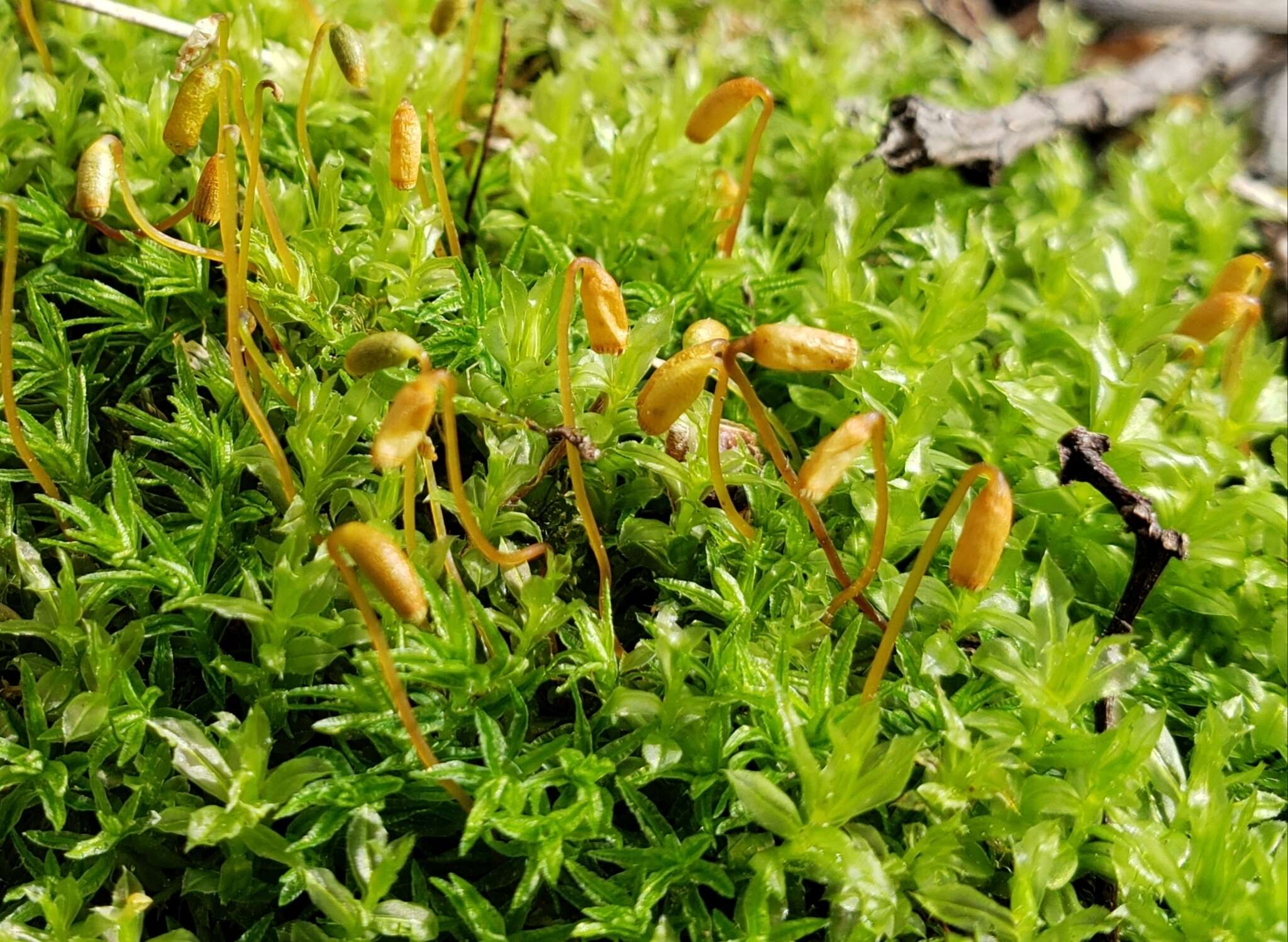 Image of atrichum moss