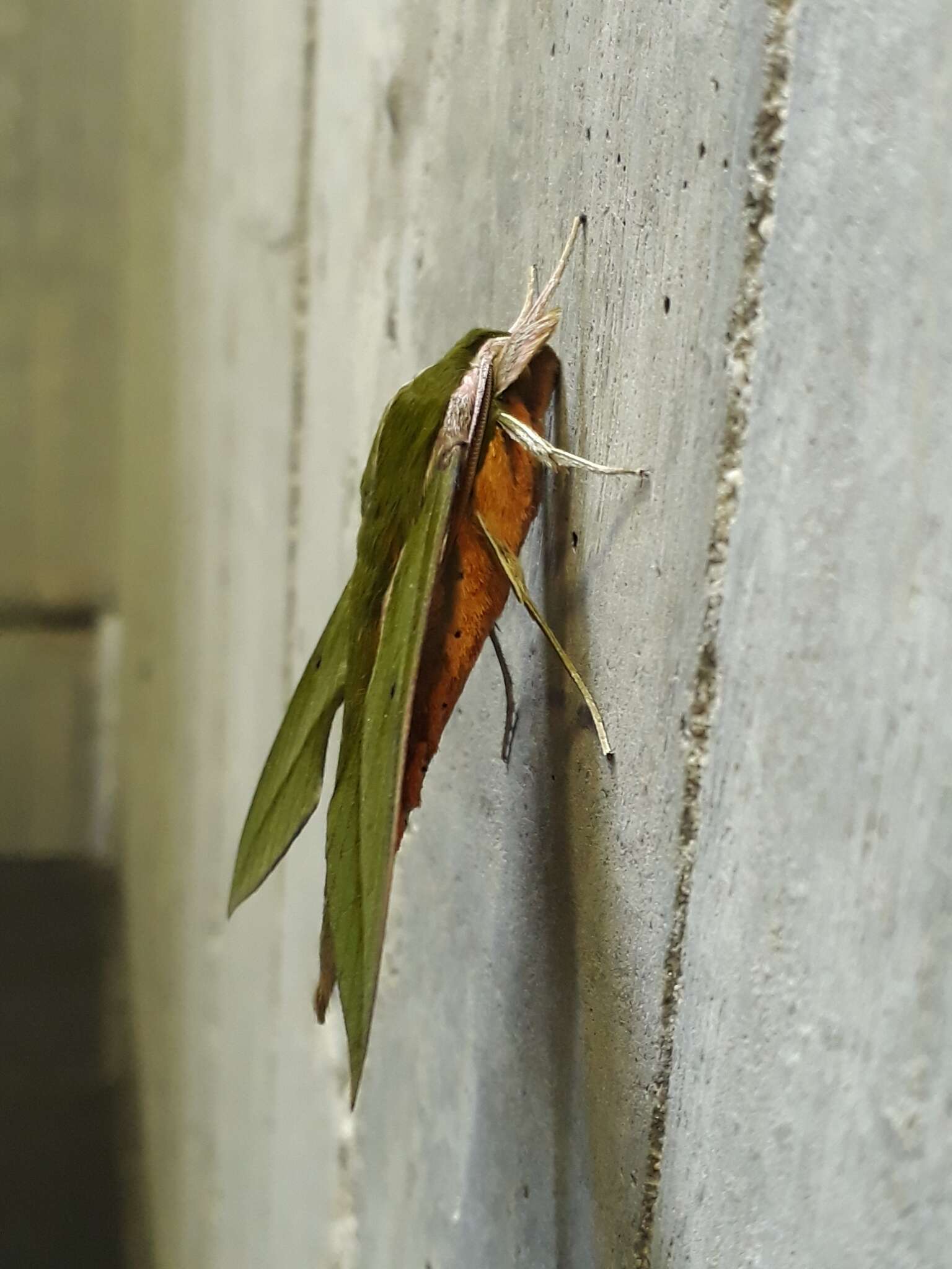 Image of Xylophanes virescens (Butler 1875)