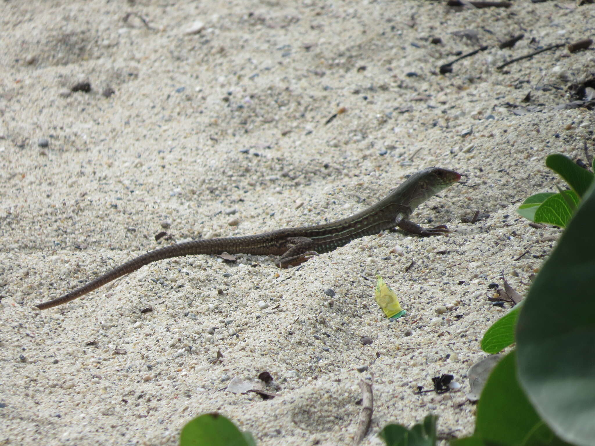 Imagem de Ameiva bifrontata divisa (Fischer 1879)