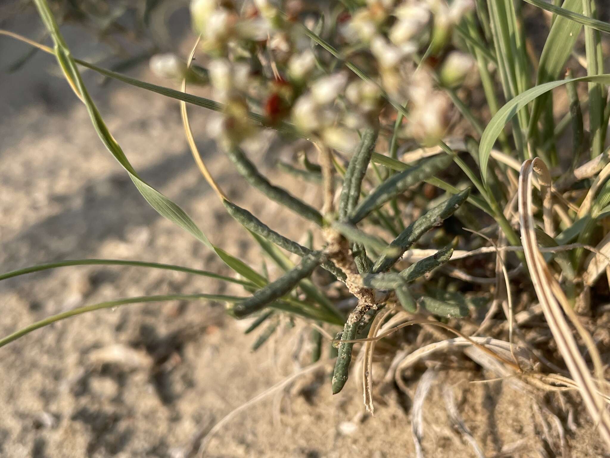 Imagem de Eriogonum leptophyllum (Torr. & Gray) Woot. & Standl.