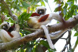 Image of Coquerel's Sifaka