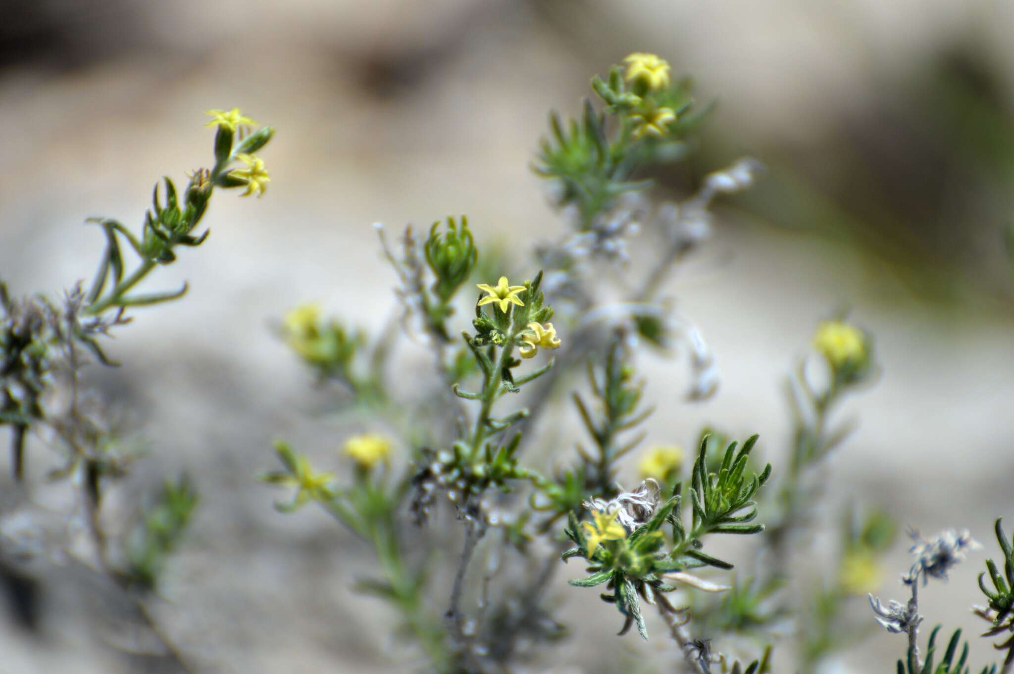 Image of slimleaf heliotrope