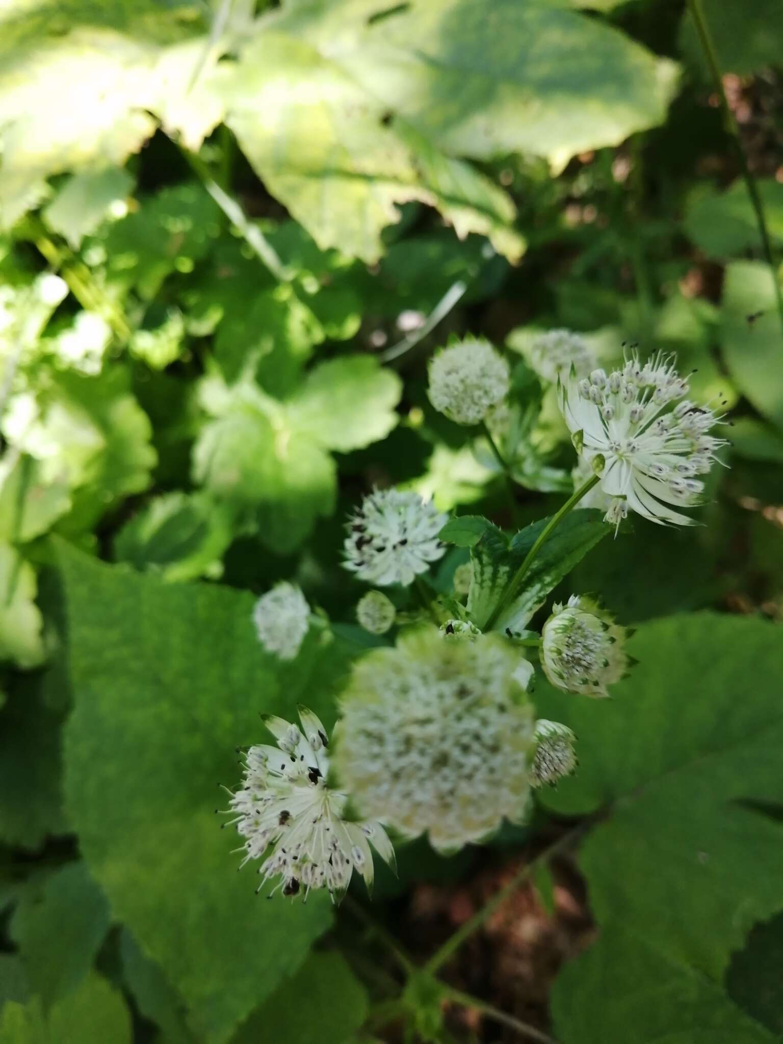 Imagem de Astrantia pontica Albov