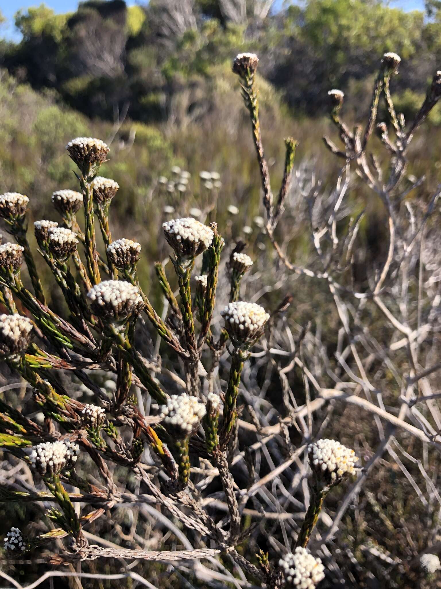 Image of Metalasia erectifolia Pillans