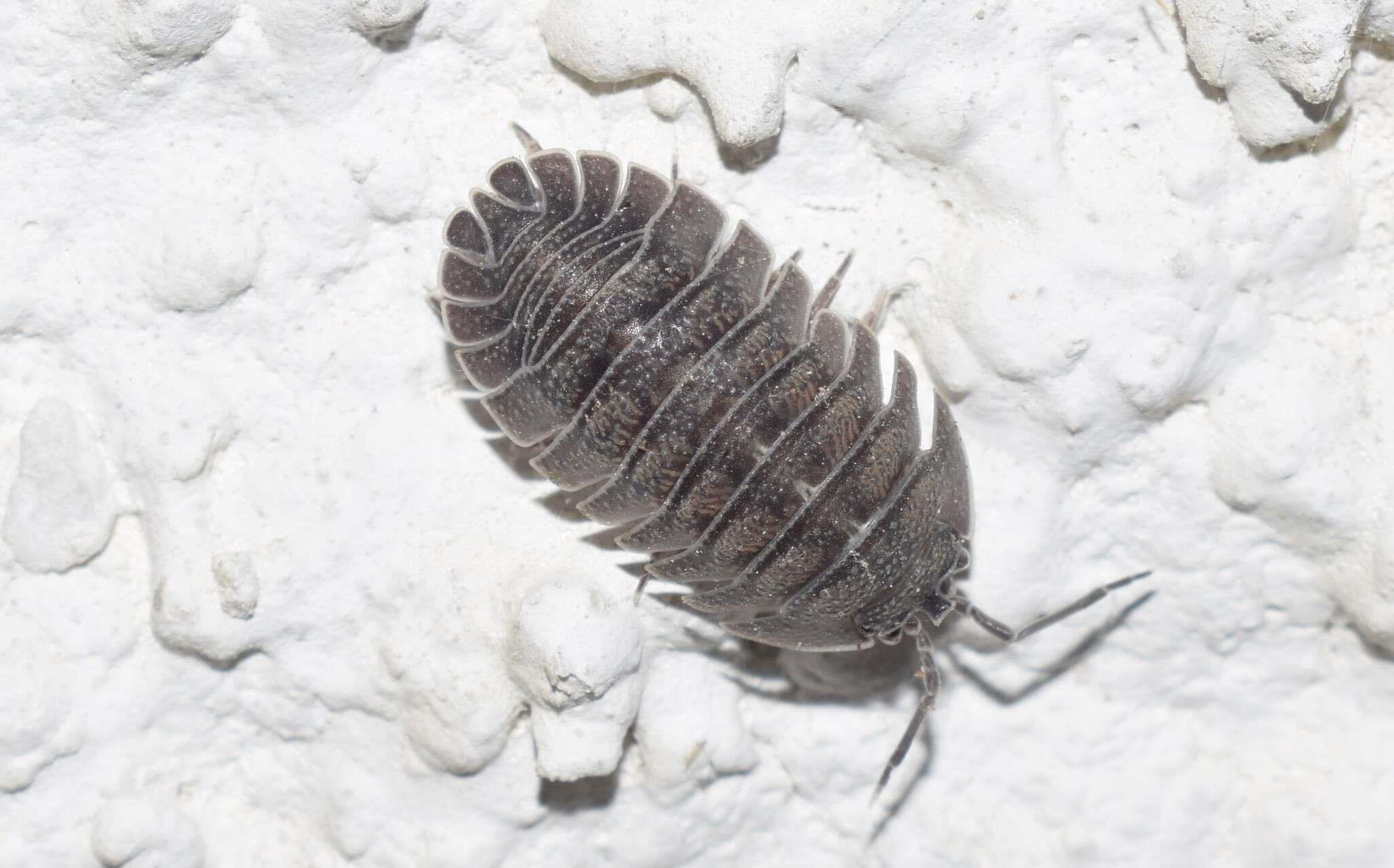 Image of Armadillidium peraccae Tua 1900