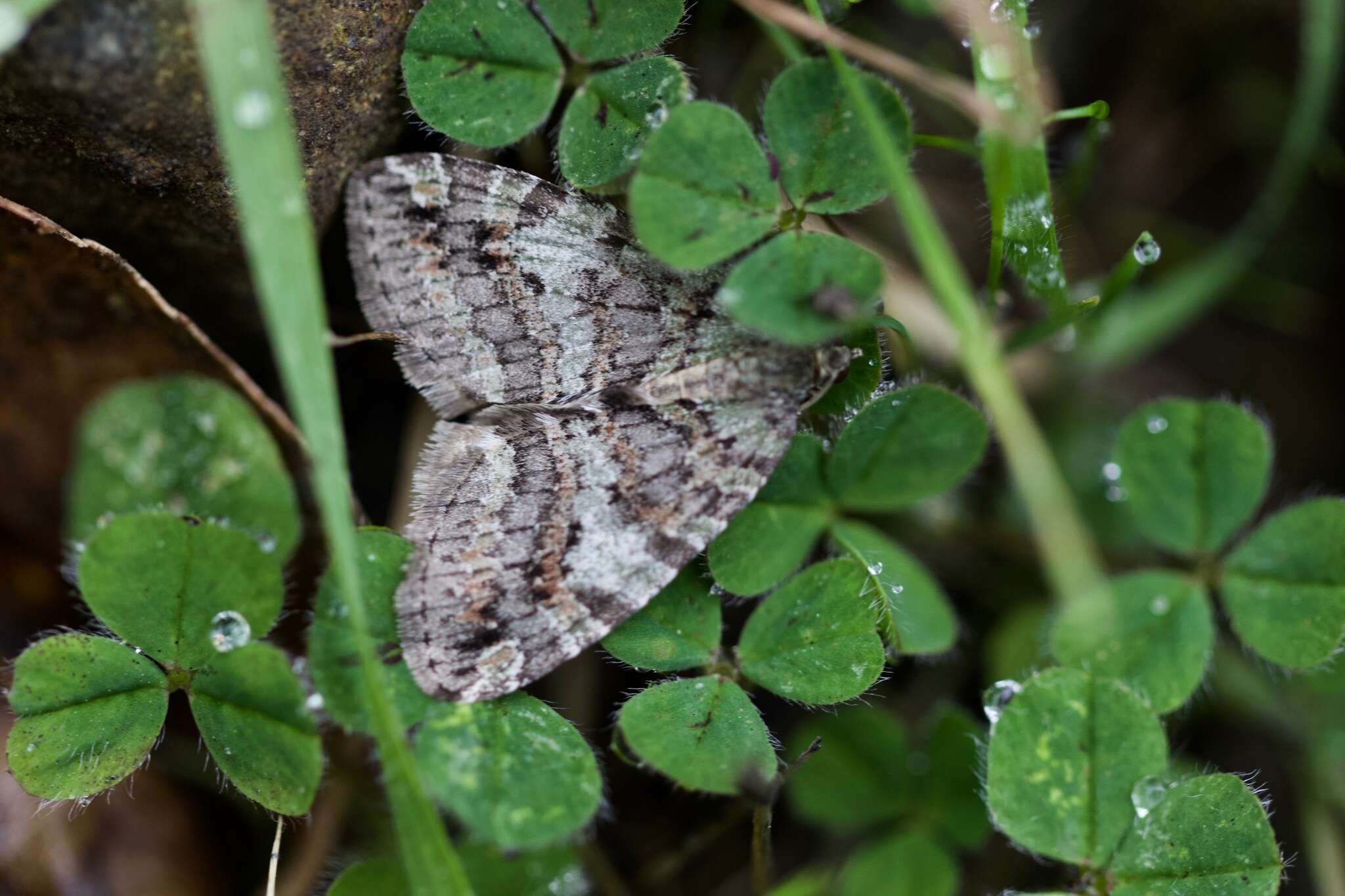 Image of Oak Winter Highflier