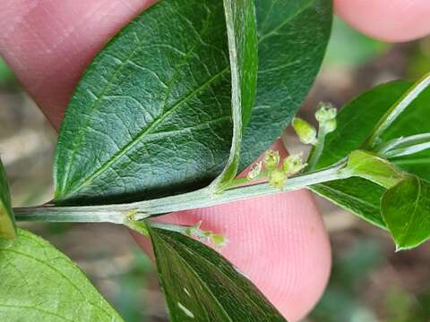 Image of sharpleaf silverbush