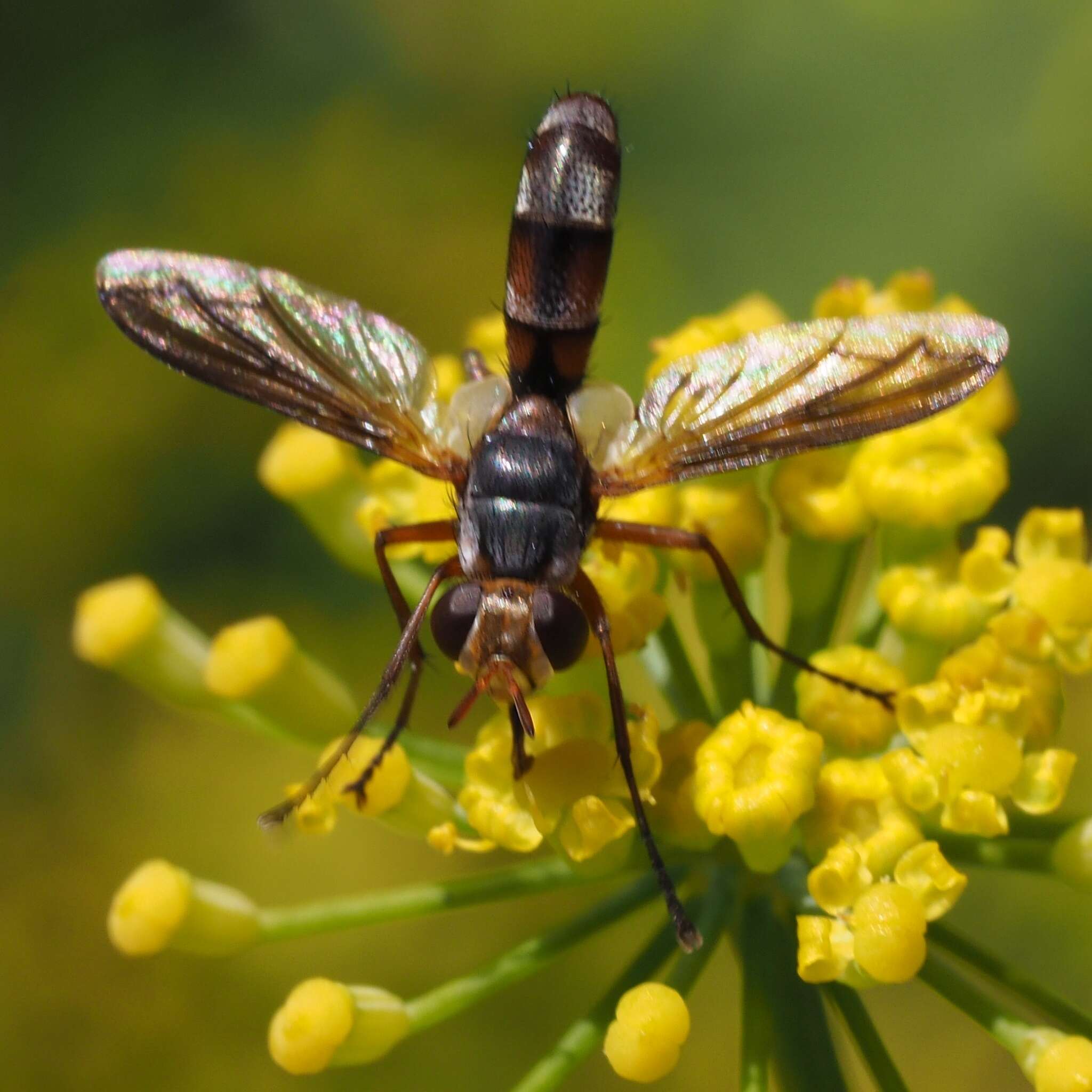 Image of Cylindromyia rubida (Loew 1854)