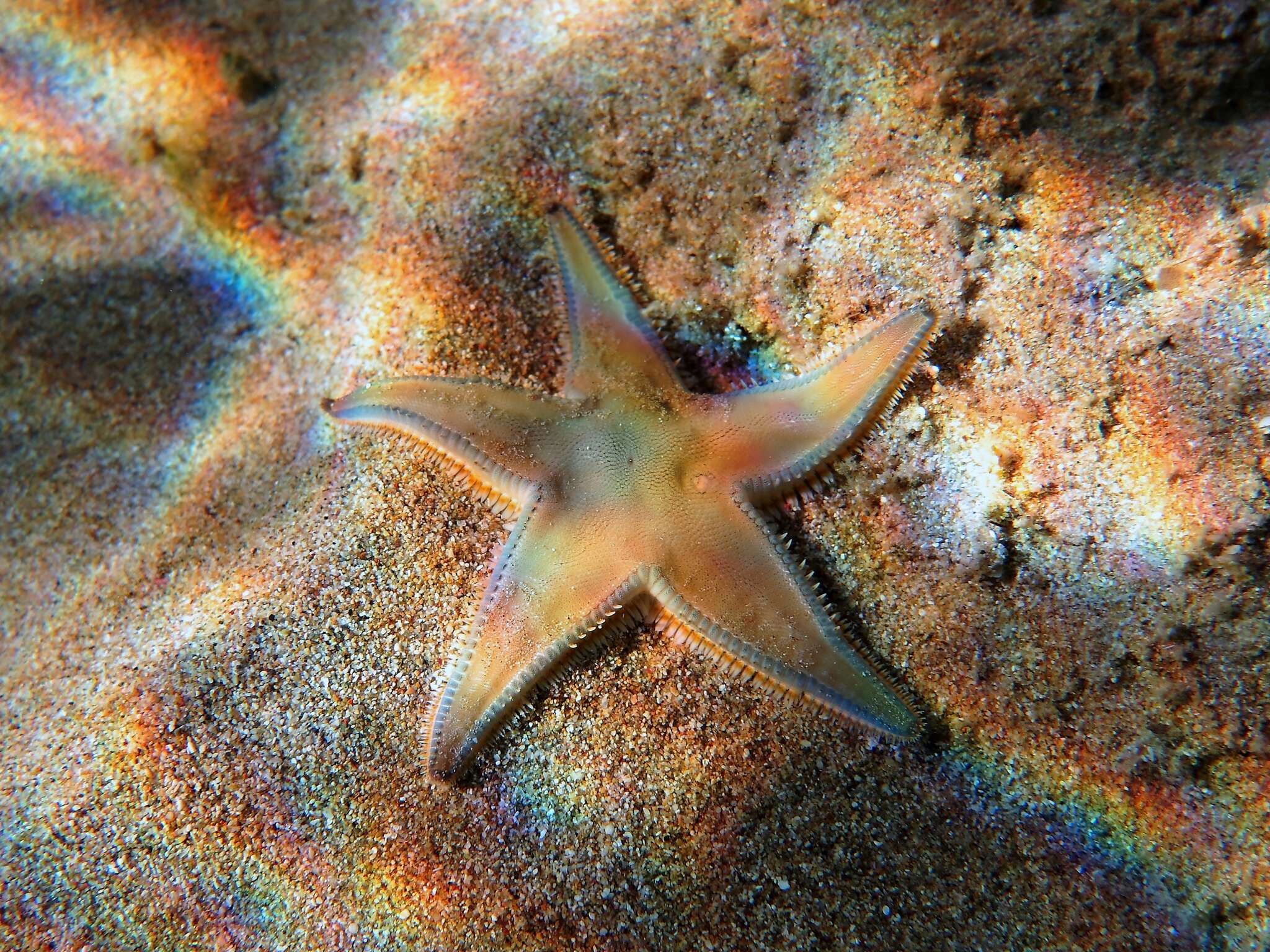 Image of Astropecten jonstoni (Delle Chiaje 1827)