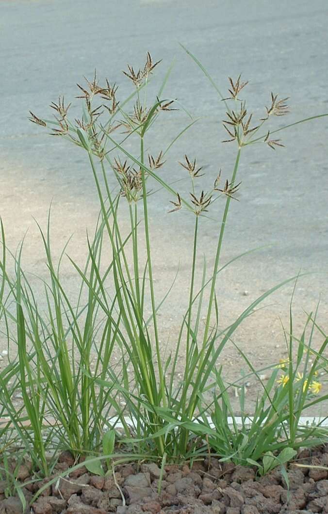 Image of nutgrass