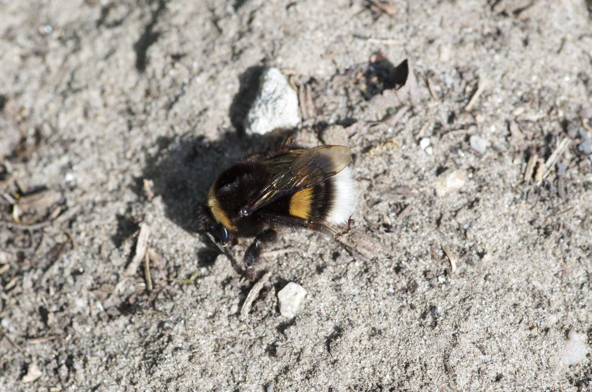 Image of White-tailed bumblebee