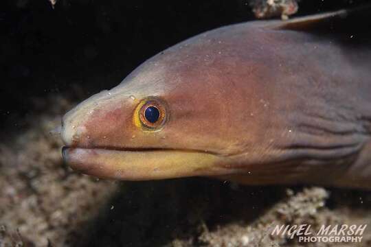 Image of Brown moray