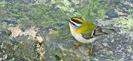 Image of Common Firecrest