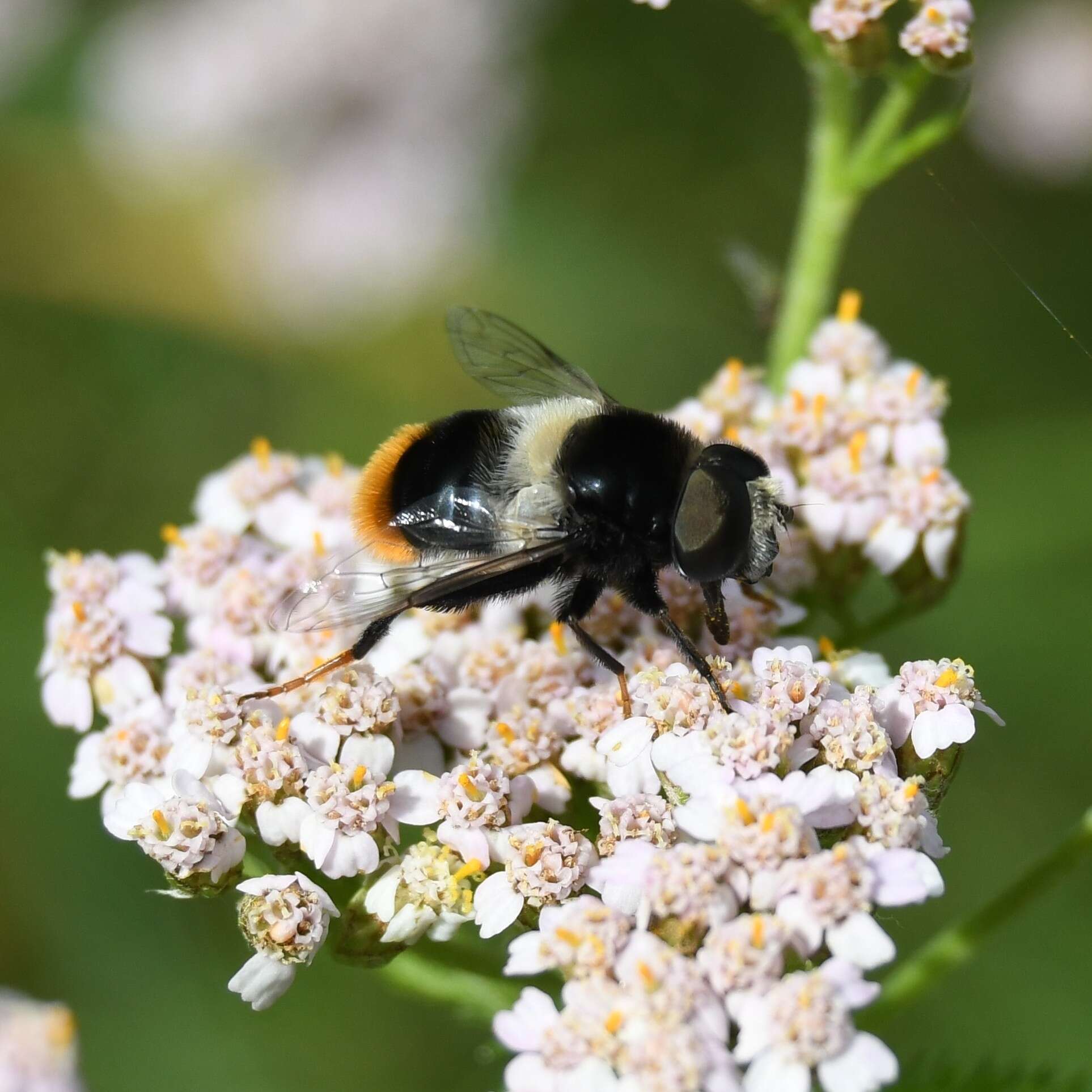 Image of Eristalis oestracea (Linnaeus 1758)